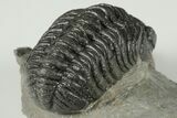 2.1" Detailed Morocops Trilobite Fossil - Morocco - #202994-3